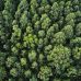 An overhead aerial shot of a thick forest with beautiful trees and greenery