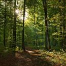 A vertical shot of the Forêt de Soignes, Belgium, Brussels with the sun shining through the branches